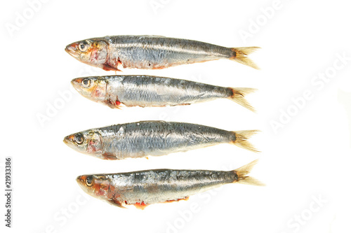 Sardines