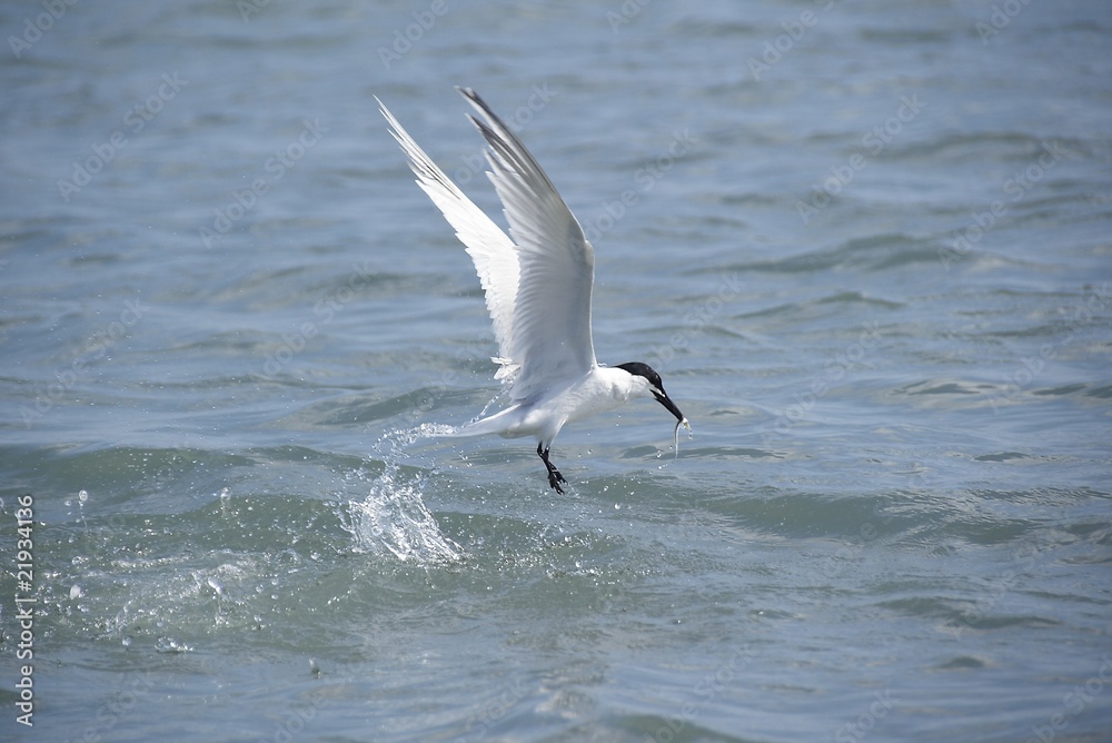 Pescando al vuelo Pescando al vuelo