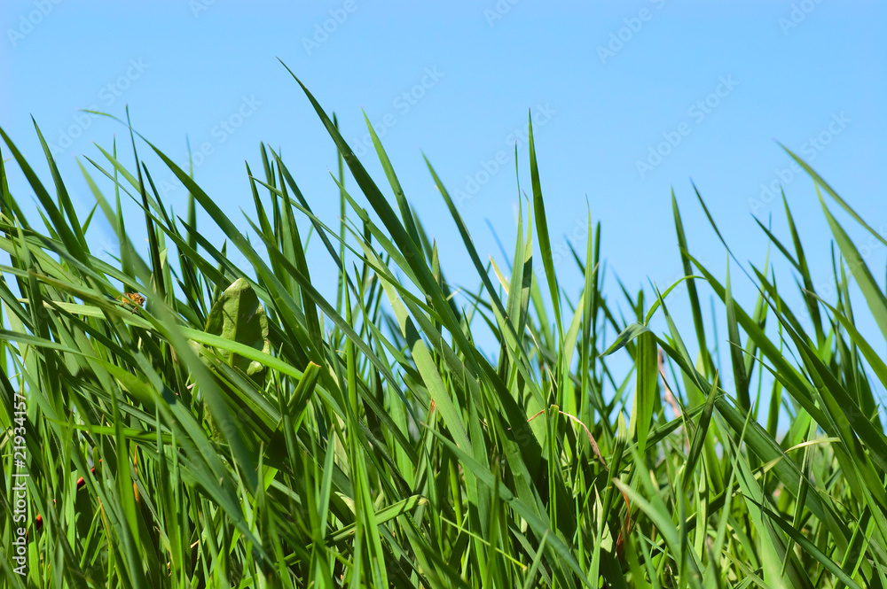 Obraz premium grass on meadow