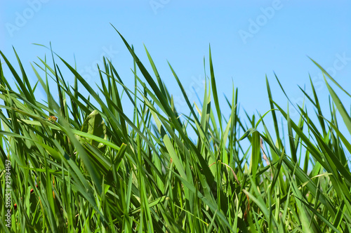 grass on meadow