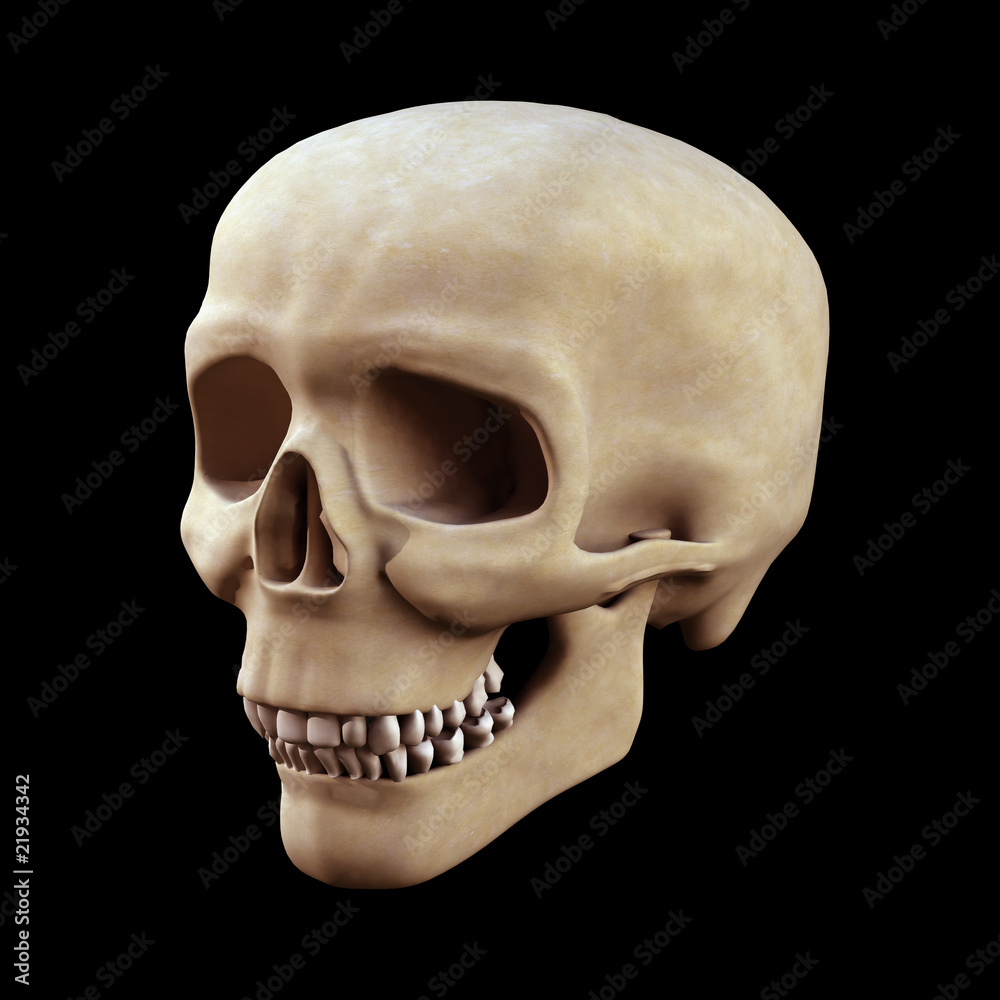 Obraz premium 3d Skull