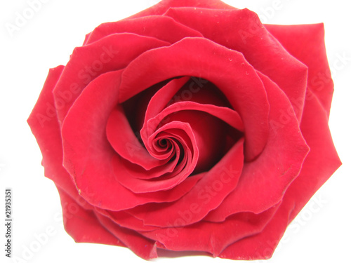 Fototapeta Naklejka Na Ścianę i Meble -  damask red rose heart closeup