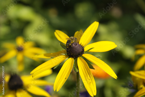 Rudbeckia flower and bee in flowers background © msgibnev
