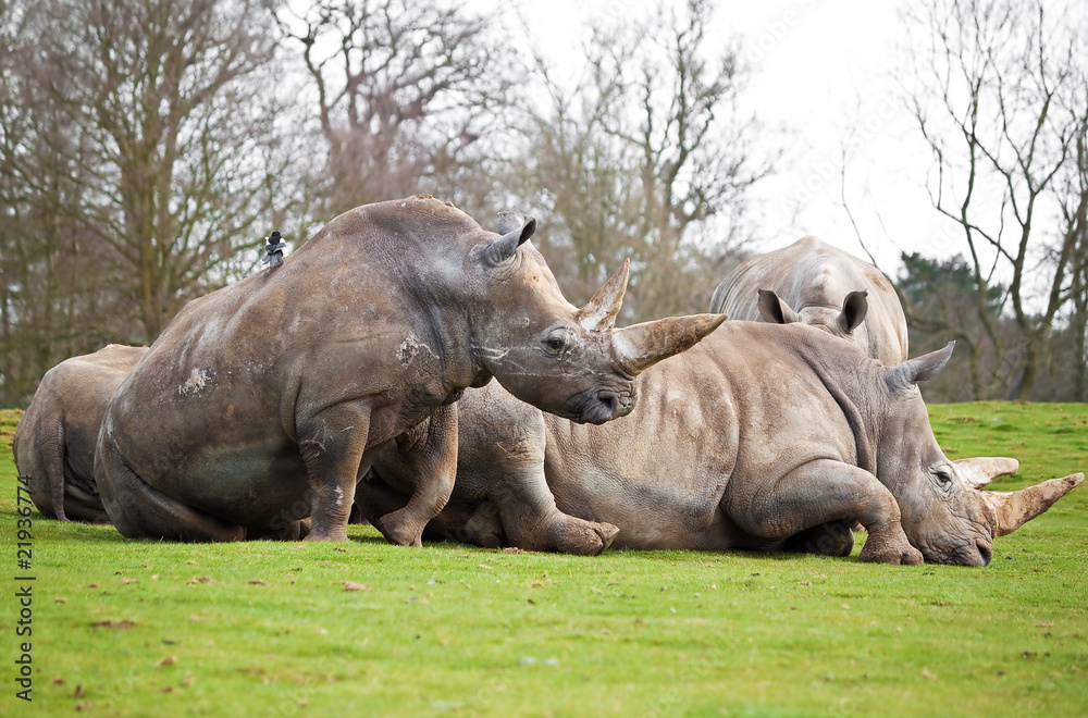Naklejka premium A group of white rhinos lying in a field