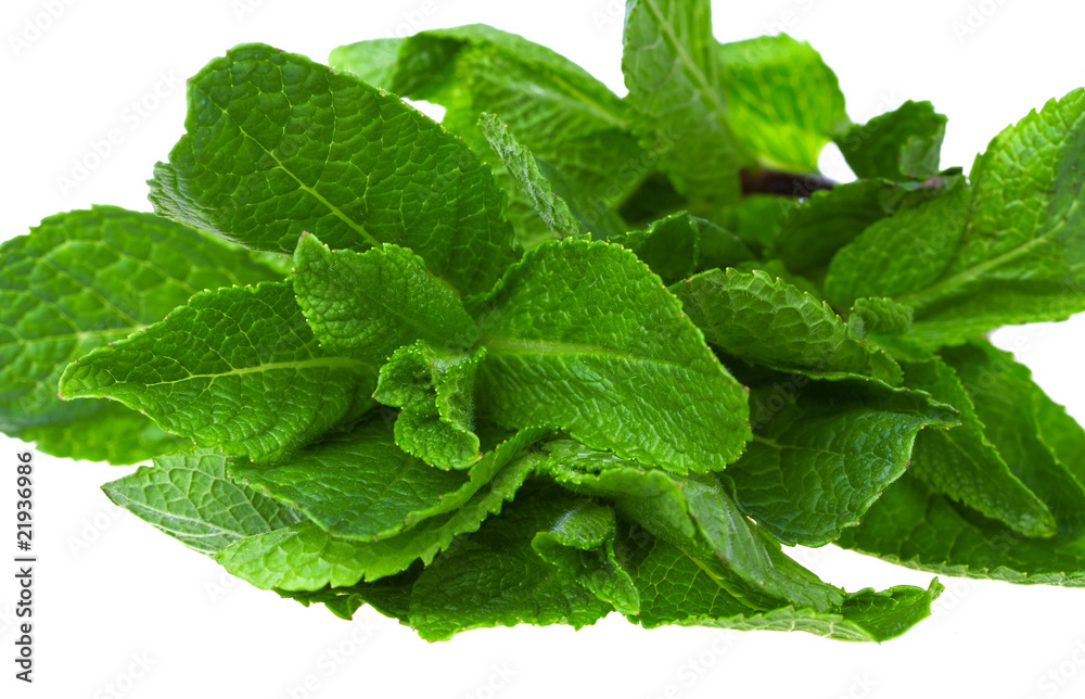 Fresh green mint Fresh green mint