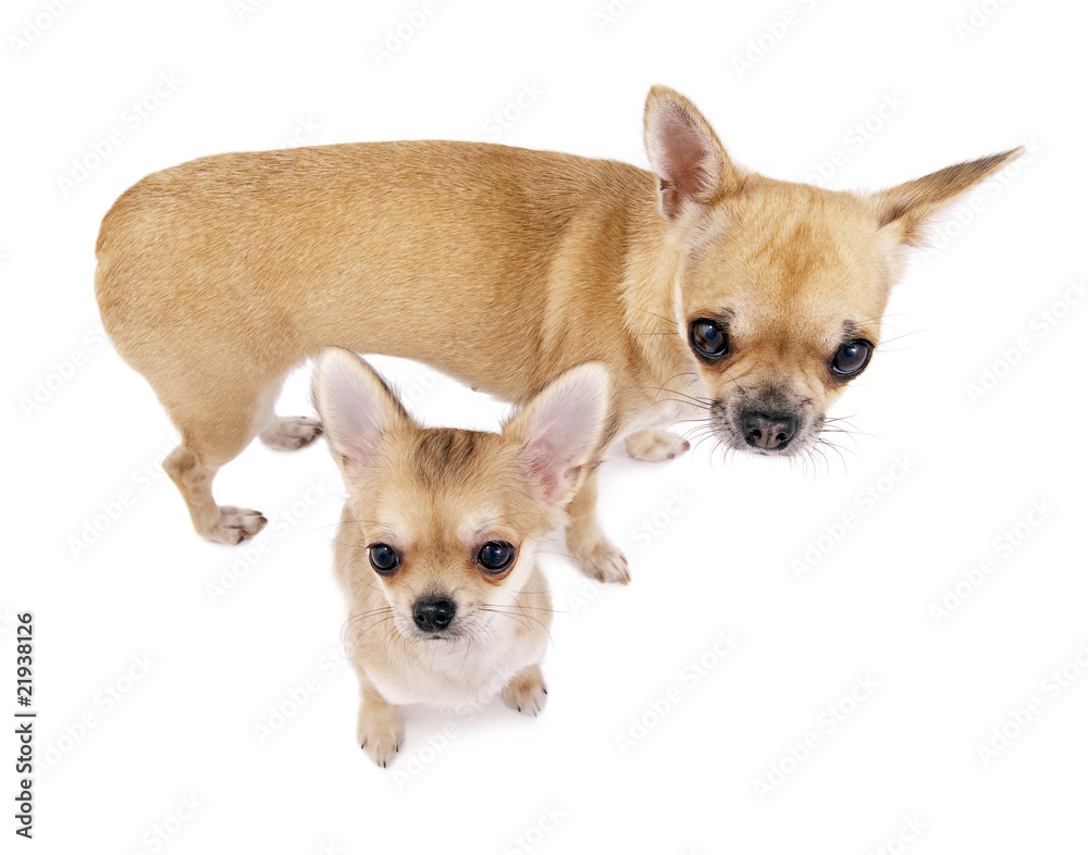 chihuahua female dog with puppy isolated on white
