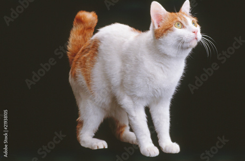Fototapeta Naklejka Na Ścianę i Meble -  bobtail japonais à la queue enroulée debout en studio
