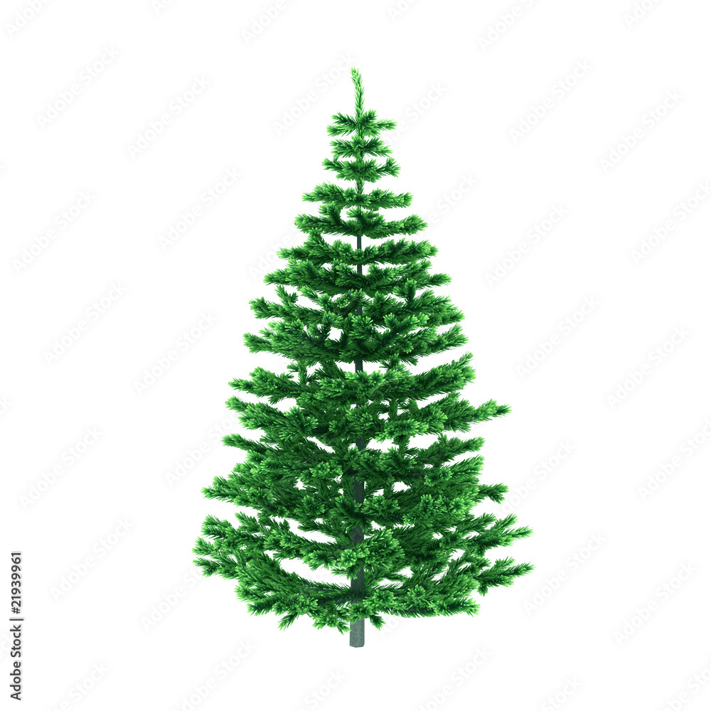 Pine tree isolated on white background