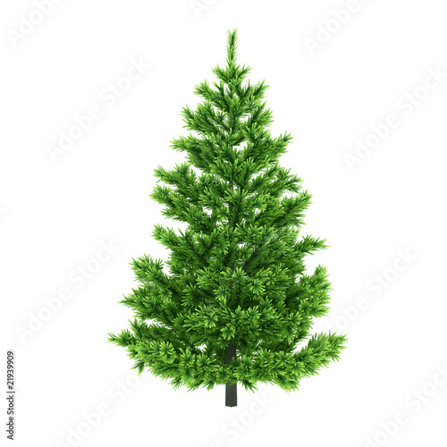 Pine tree isolated on white background