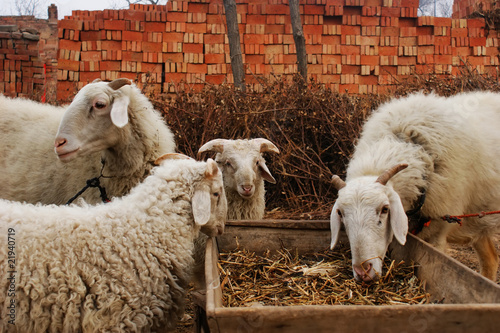 sheep photo