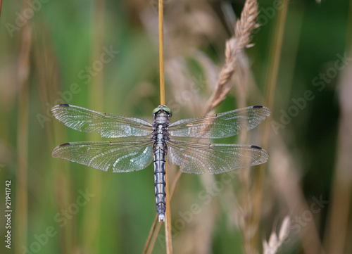 Libellula photo