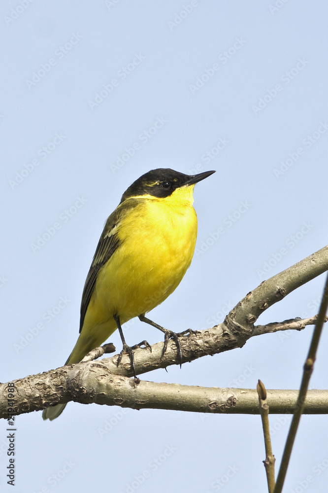 Fototapeta premium Yellow Wagtail Motacilla flava