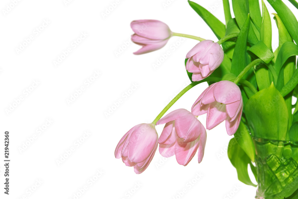 fresh red tulips on a white background fresh red tulips on a white background