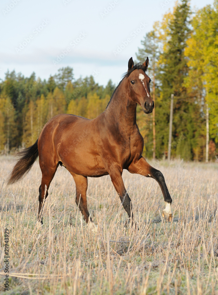 Fototapeta premium Bay horse on field