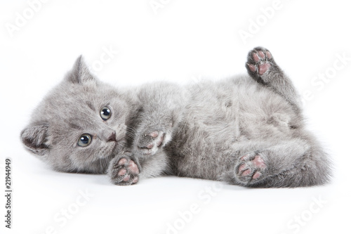 Tela British kitten on white background