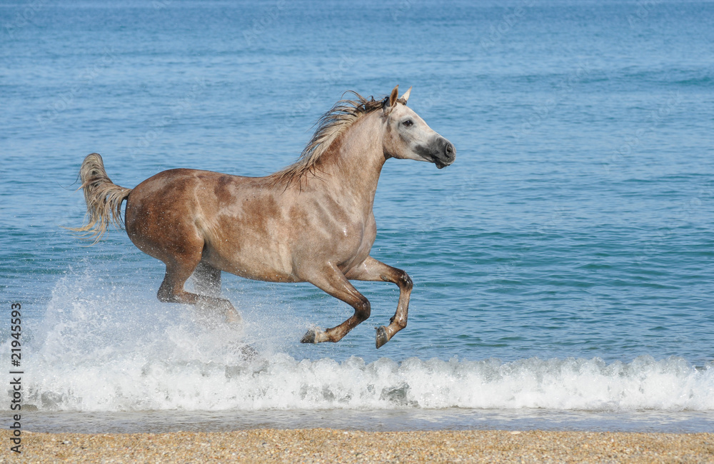 arabian horse running gallop on the sea arabian horse running gallop on the sea