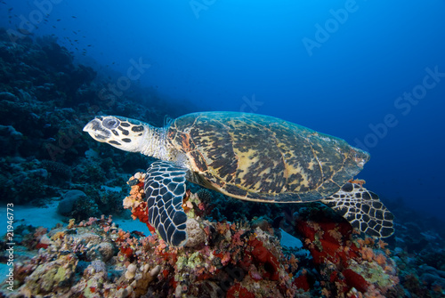 Hawksbill turtle  above coral reef. © Mark Doherty