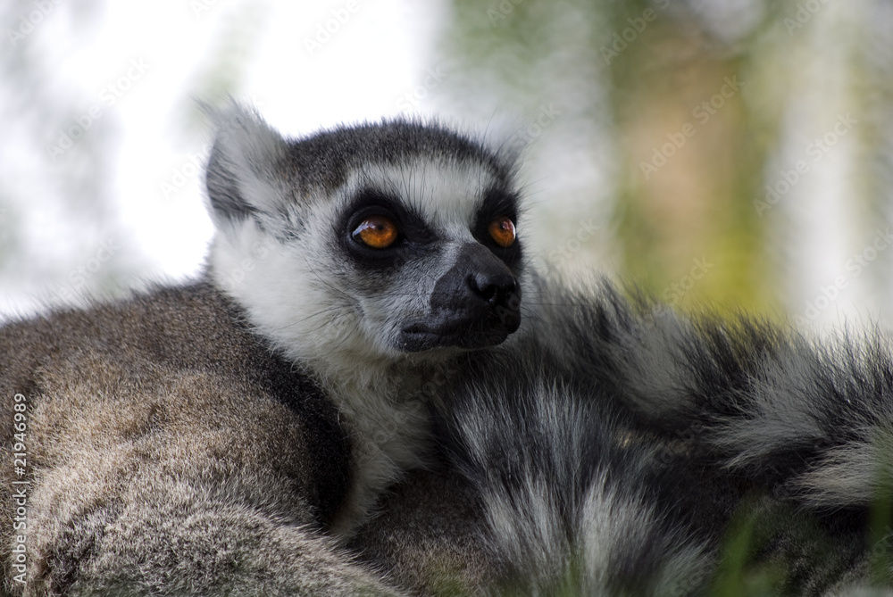 Obraz premium Lemur cola rayada