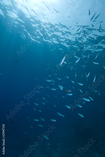 Sunrays and school of fish © Mark Doherty