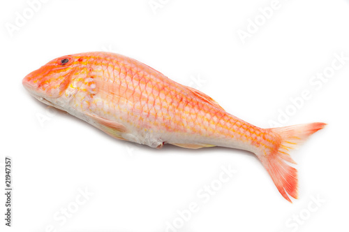 big red mullet isolated on white