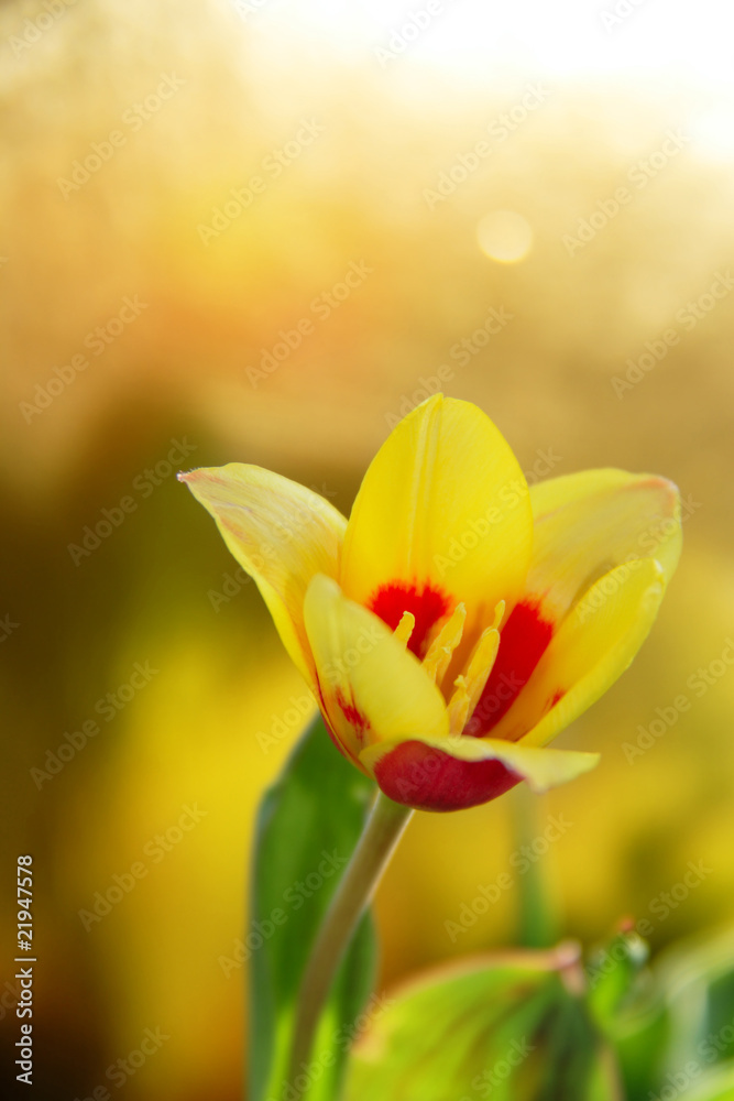 Fototapeta premium earliest tulip botanic flower on golden background