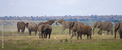 Elefanti in lotta © Gianfranco Bella