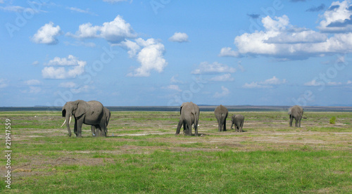 Famiglia di elefanti africani © Gianfranco Bella
