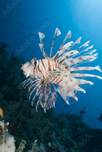 Ornate lionfish