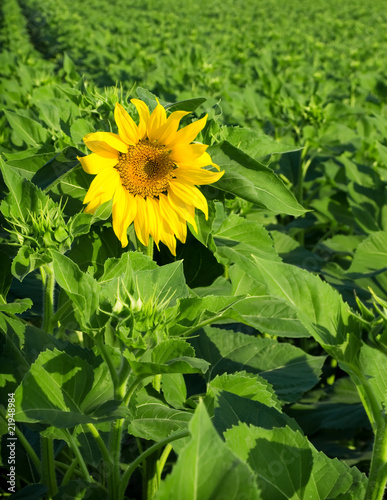 sunflower field