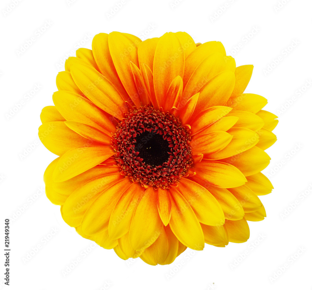 Yellow gerbera Yellow gerbera