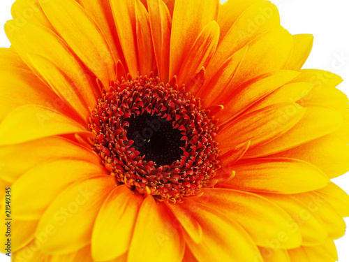 Yellow gerbera