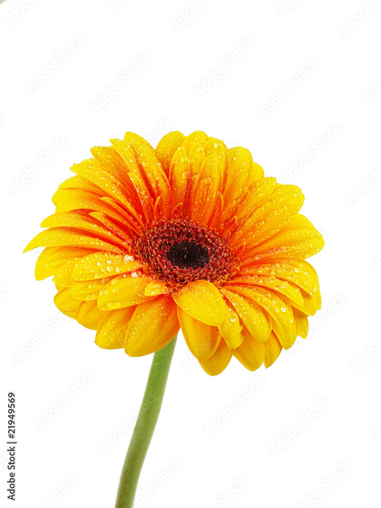 Yellow gerbera on white background
