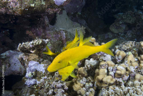 Yellow tropical fish