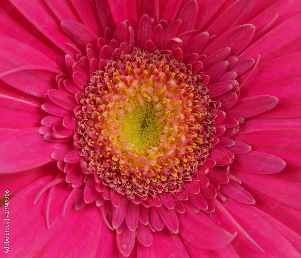 Pink gerbera background