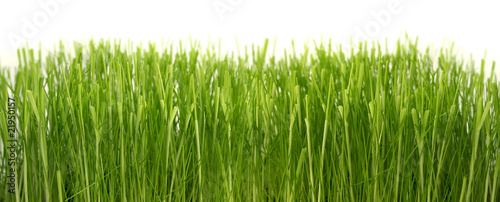 Dense green grass