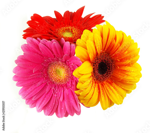 Beautiful gerberas on white abckground