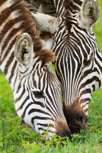 Zebras