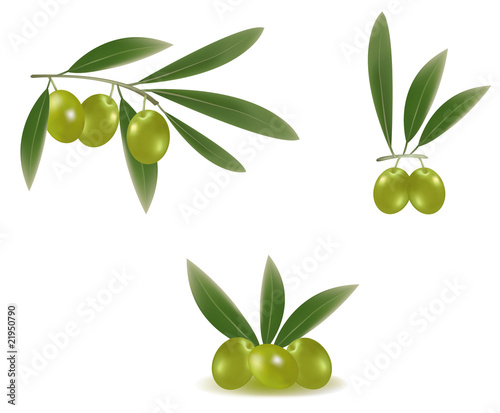 Vector illustration. Three branches of green olives.