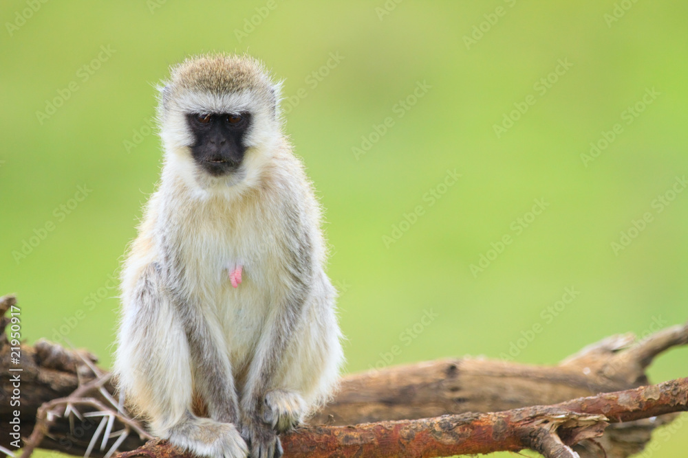 Obraz premium Monkey