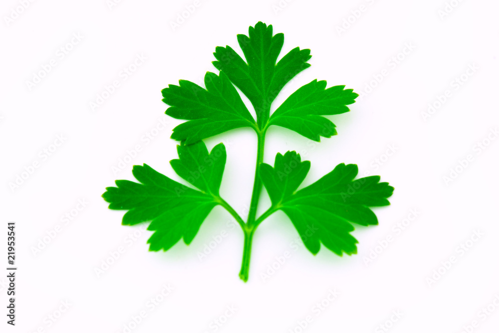 Fresh Parsley Isolated on white Fresh Parsley Isolated on white