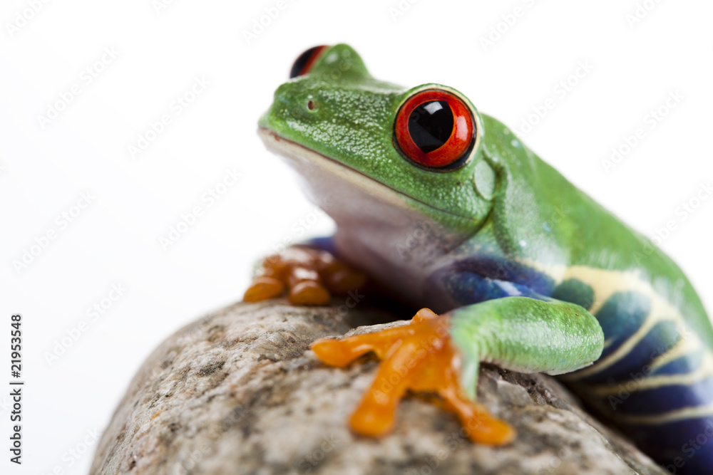 Obraz premium Frog on a stone