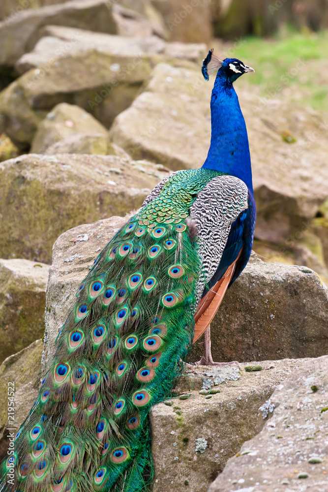 Obraz premium Peacock