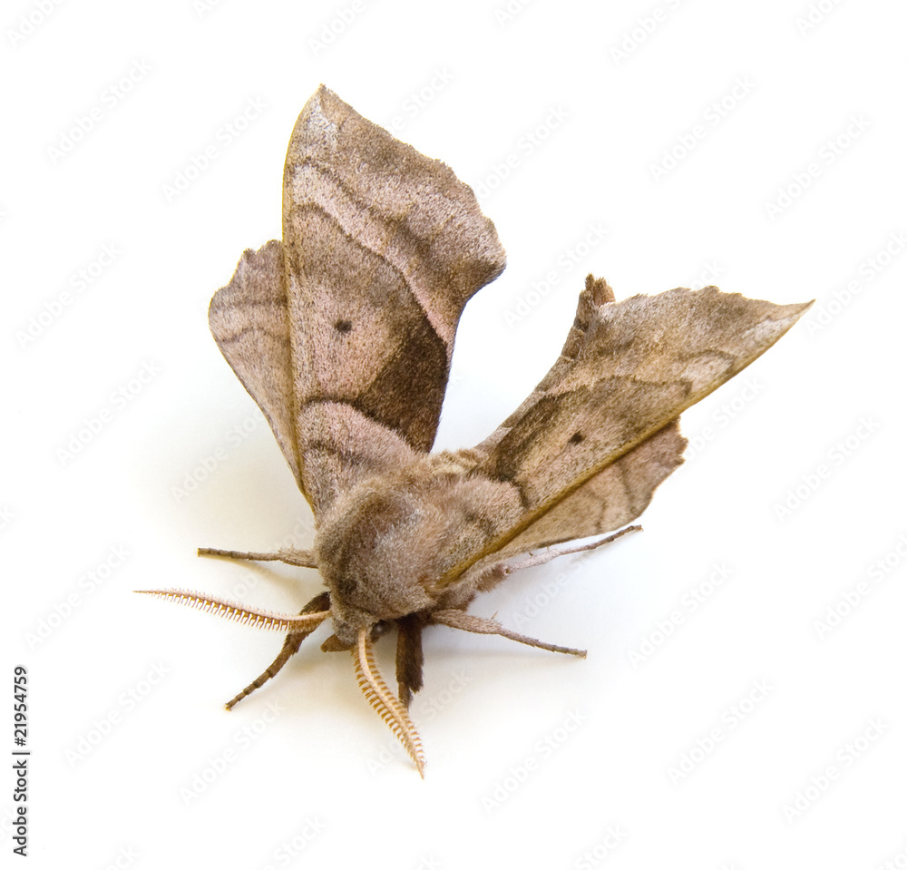 Naklejka premium Walnut Sphinx Moth