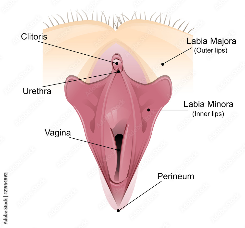 vaginal detailed diagram stock イラスト adobe stock