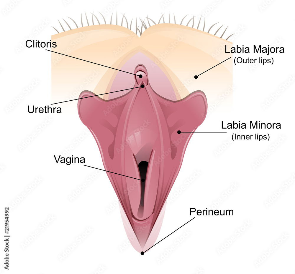 Vaginal Detailed Diagram Stock Adobe Stock