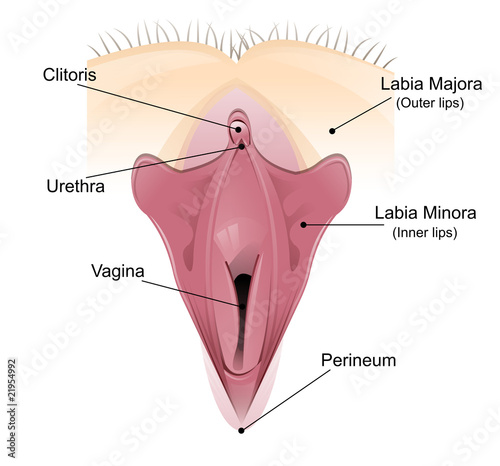 Vaginal detailed diagram photo