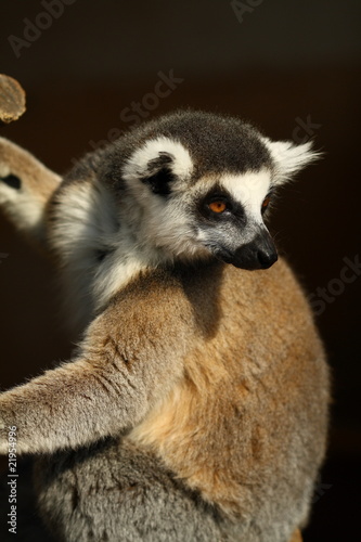 Lemur Monkey Animal Cute Fur Ape sweet © Leion