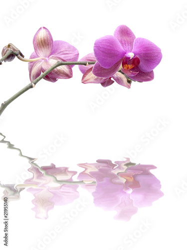 Fototapeta Naklejka Na Ścianę i Meble -  Orchid on white