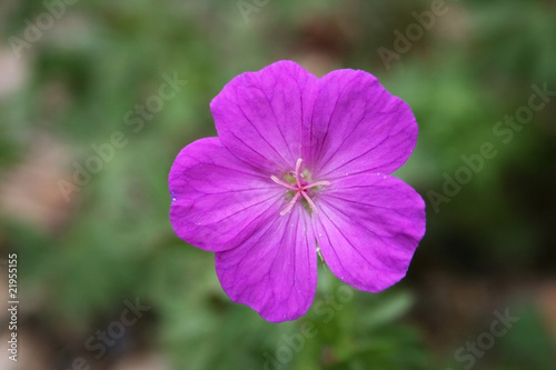 Pink Macro Flower