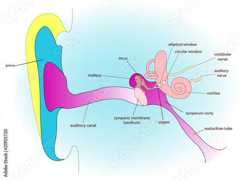 ear anatomy